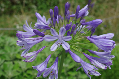 20200624agapanthus.jpg