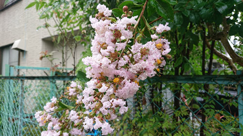 20200630sarusuberi.jpg