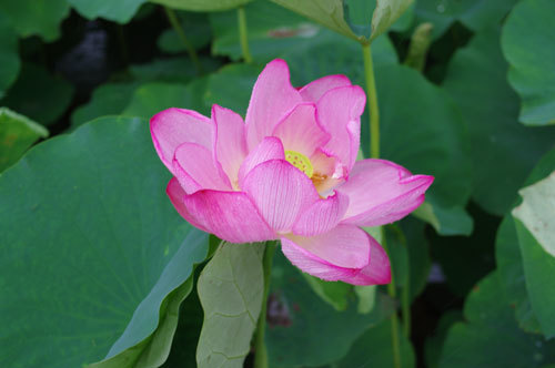 20200707hasu.jpg