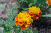 20200731marigold2.jpg