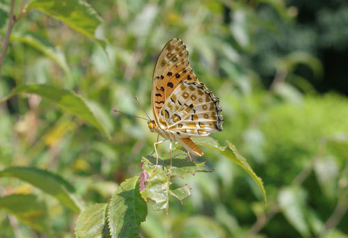 20200823butterfly.jpg