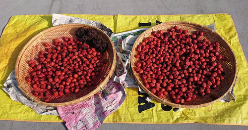 20200830umebosi.jpg