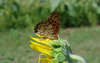 20200907tyo2.jpg