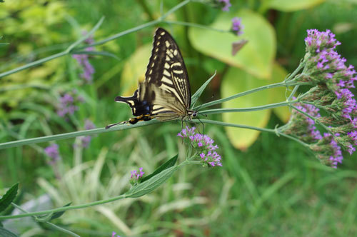 20200909tyo.jpg