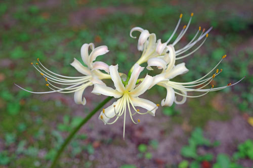 20200917higanbana.jpg
