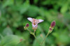 20200917hototogisu.jpg