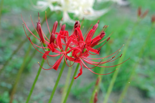 20200923higanbana.jpg