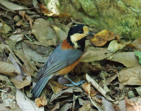 20200929bird.jpg