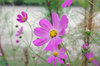 20201007cosmos.jpg