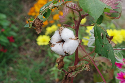 20201011cotton1.jpg