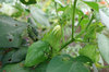 20201011cotton2.jpg