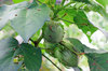20201011cotton3.jpg
