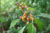 20201014seed.jpg
