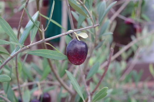 20201030olive.jpg