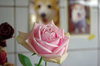 20201108rose.jpg