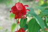 20201123chinesehat.jpg