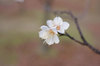 20210105hakubai2.jpg