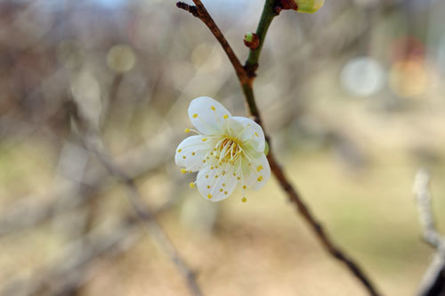 20210109hakubai.jpg