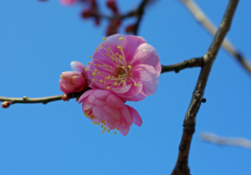 20210125ume.jpg