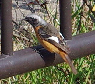 20210210bird.jpg