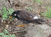20210306bird.jpg