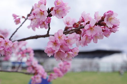 20210306ooyamazakura.jpg