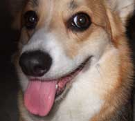 Lva_nfnz Lva_nfnz