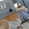 Qgavfta_ Qgavfta_